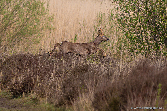 Zoogdieren, Bart Fotografie-452