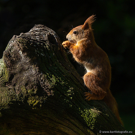 Zoogdieren, Bart Fotografie-456