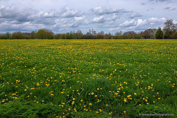 Akker en Weide Bart Fotografie-140