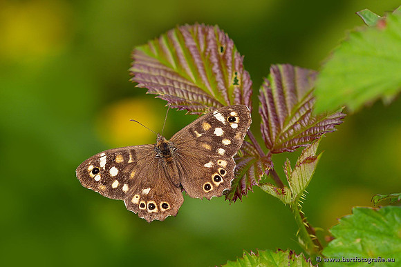 Vlinders, Bart Fotografie-003