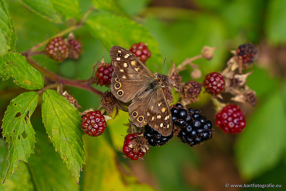 Vlinders, Bart Fotografie-004