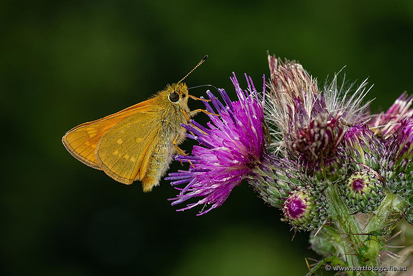 Vlinders, Bart Fotografie-007