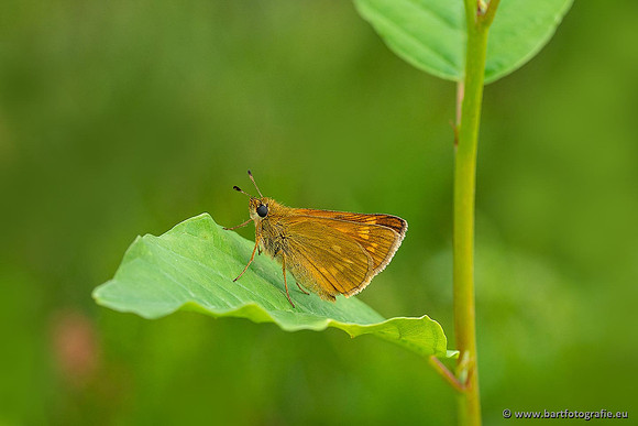 Vlinders, Bart Fotografie-009