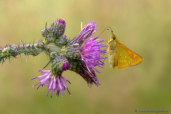 Vlinders, Bart Fotografie-010