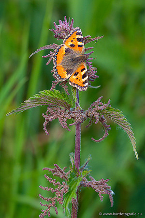 Vlinders, Bart Fotografie-011