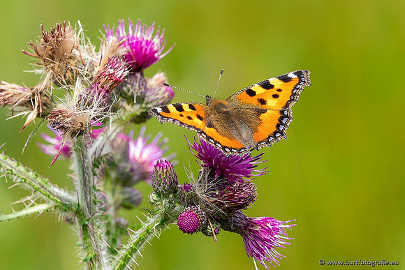 Vlinders, Bart Fotografie-013