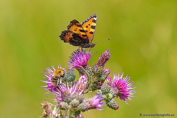 Vlinders, Bart Fotografie-014