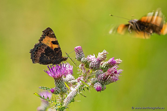 Vlinders, Bart Fotografie-015