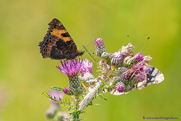 Vlinders, Bart Fotografie-016