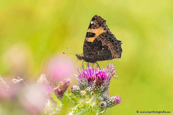 Vlinders, Bart Fotografie-017