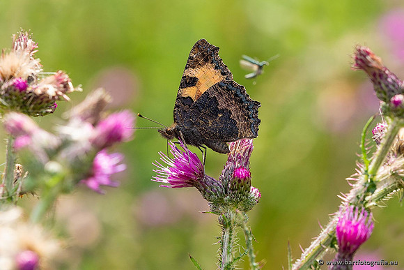Vlinders, Bart Fotografie-019