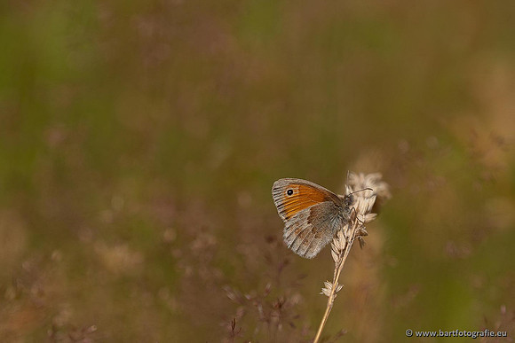 Vlinders, Bart Fotografie-023