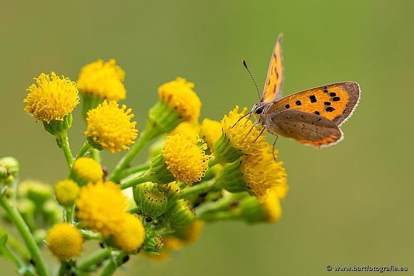 Vlinders, Bart Fotografie-024