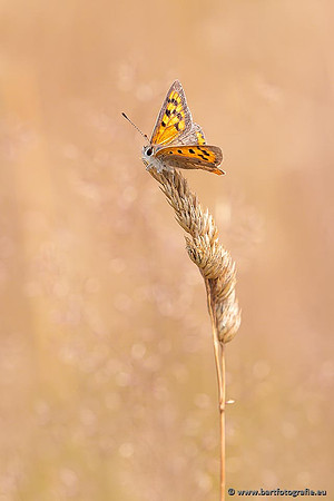 Vlinders, Bart Fotografie-025