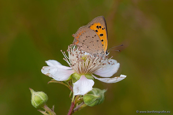 Vlinders, Bart Fotografie-026