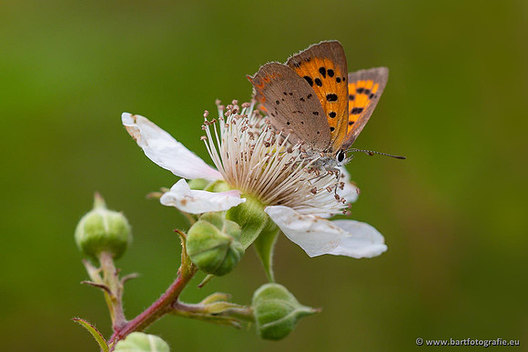 Vlinders, Bart Fotografie-027