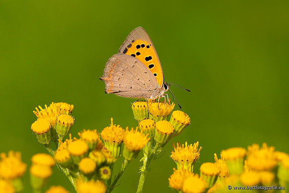 Vlinders, Bart Fotografie-028