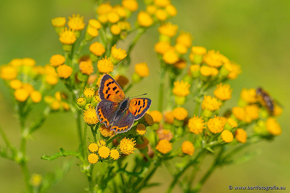 Vlinders, Bart Fotografie-029