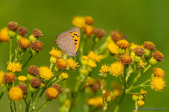 Vlinders, Bart Fotografie-030