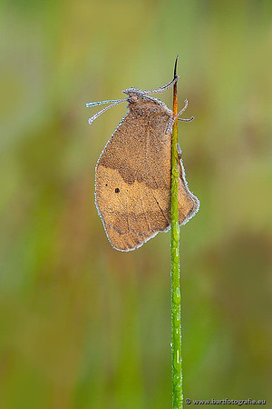 Vlinders, Bart Fotografie-031
