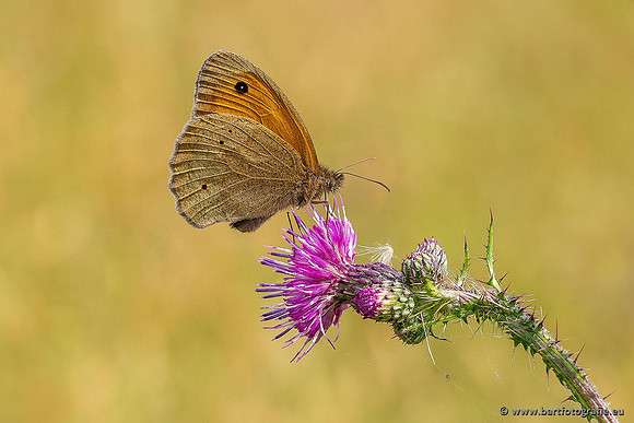 Vlinders, Bart Fotografie-033