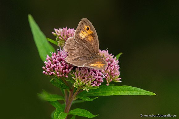 Vlinders, Bart Fotografie-034
