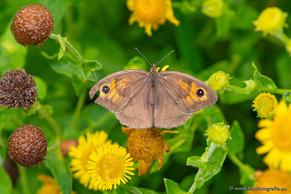 Vlinders, Bart Fotografie-035