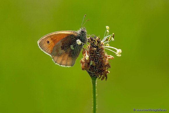 Vlinders, Bart Fotografie-036