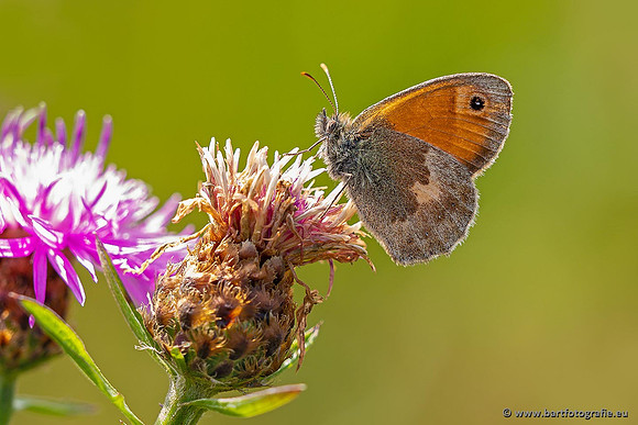 Vlinders, Bart Fotografie-037