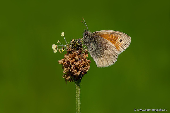 Vlinders, Bart Fotografie-038