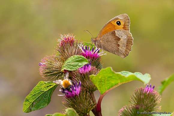 Vlinders, Bart Fotografie-039