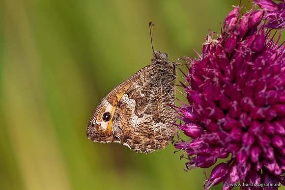 Vlinders, Bart Fotografie-043