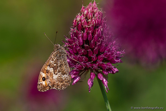 Vlinders, Bart Fotografie-044