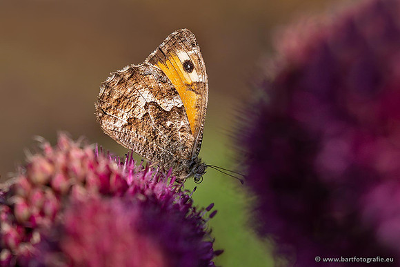 Vlinders, Bart Fotografie-045