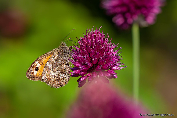 Vlinders, Bart Fotografie-046