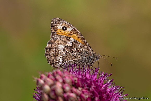 Vlinders, Bart Fotografie-047