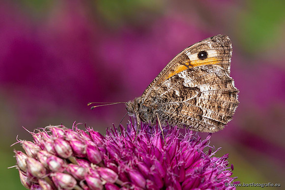 Vlinders, Bart Fotografie-048