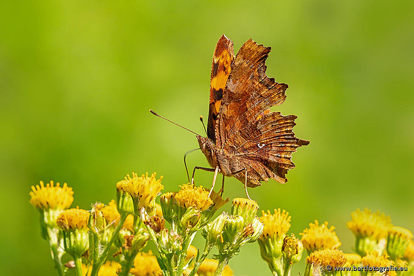 Vlinders, Bart Fotografie-049