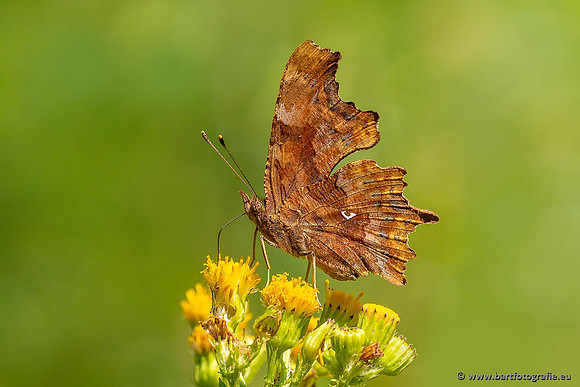 Vlinders, Bart Fotografie-050