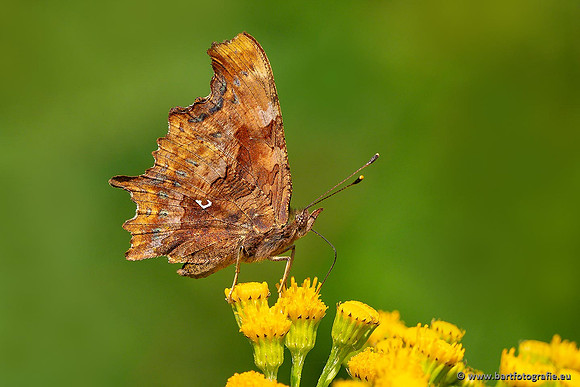 Vlinders, Bart Fotografie-051