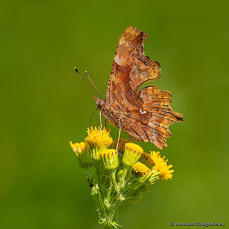 Vlinders, Bart Fotografie-052
