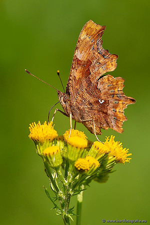 Vlinders, Bart Fotografie-053