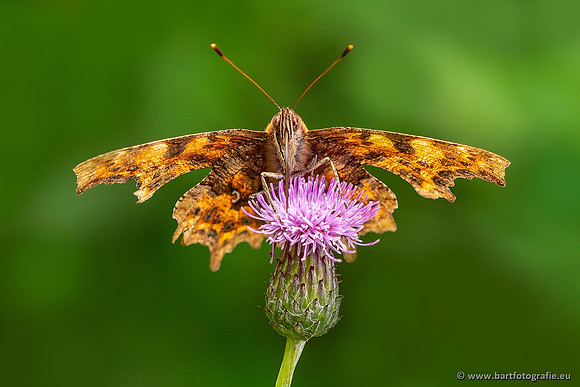 Vlinders, Bart Fotografie-054