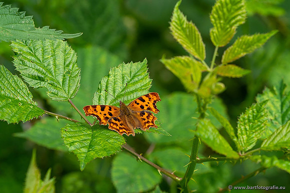Vlinders, Bart Fotografie-055