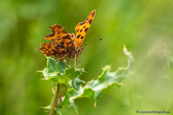 Vlinders, Bart Fotografie-056