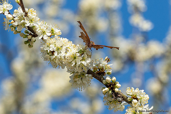 Vlinders, Bart Fotografie-062