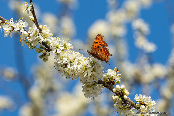 Vlinders, Bart Fotografie-063