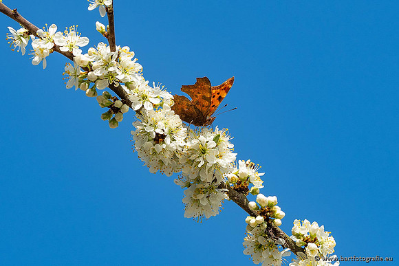 Vlinders, Bart Fotografie-064