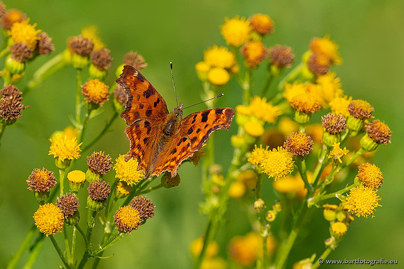 Vlinders, Bart Fotografie-067