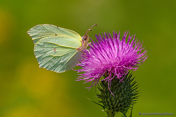 Vlinders, Bart Fotografie-068